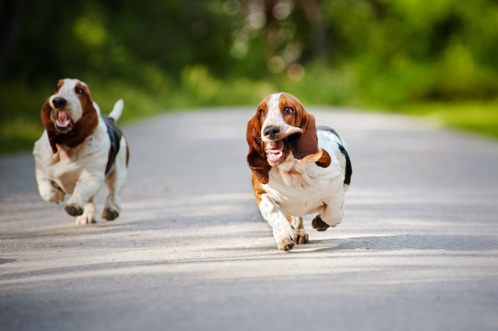 2 basset hounds at Simply Pets Online running free