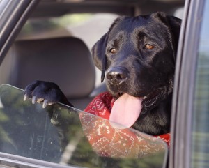 simply pets online dog in the car