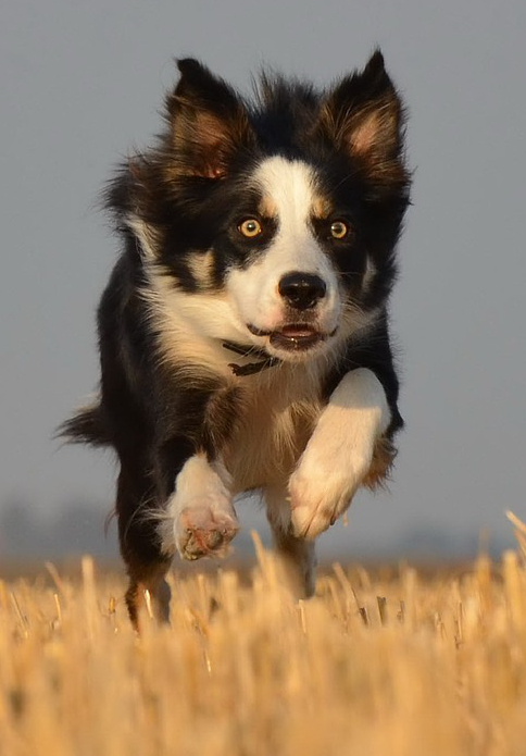 A collie running across a field