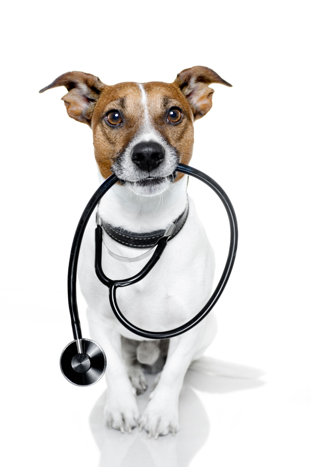 When to You Take Your Dog to see the Vet.