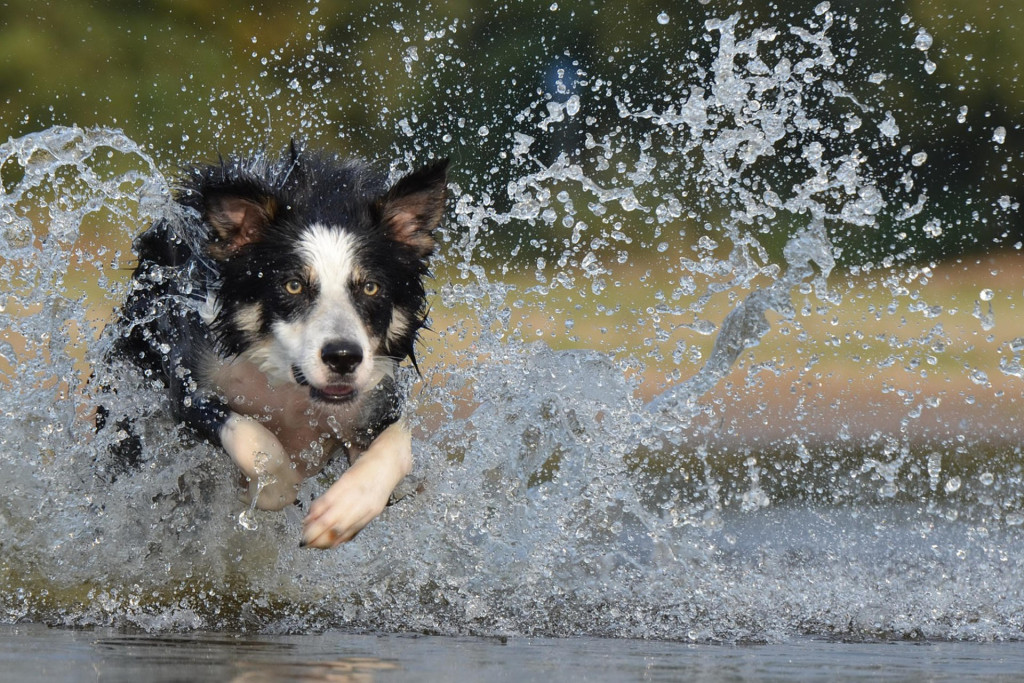 LP backgrd 1border-collie-dog exercise program