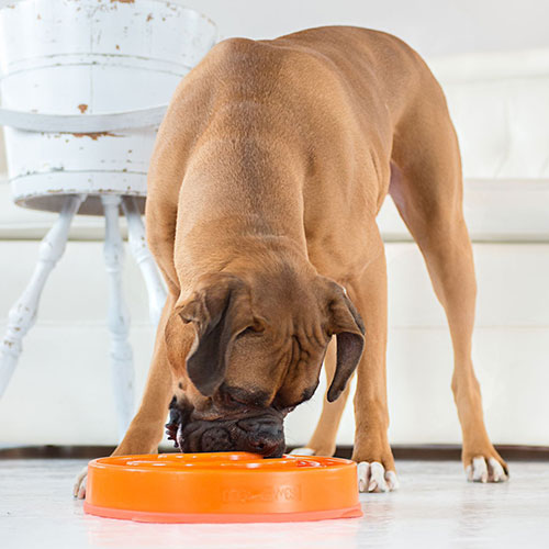 instylepet-slow-feed-dog-bowl